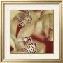 Cymbidium Flow I by Jane-Ann Butler Limited Edition Print