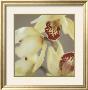 Cymbidium Flow Ii by Jane-Ann Butler Limited Edition Pricing Art Print