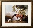 Bay Horse And White Dog by George Stubbs Limited Edition Print