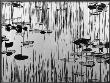 Reeds And Lily Pads by Brett Weston Limited Edition Pricing Art Print