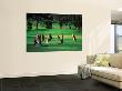 Mob Of Kangaroos Gather On The Ninth At The Anglesea Golf Club by Bernard Napthine Limited Edition Print