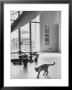 Siamese Cat In Reception Hall Of Residence Of Us Ambassador To India by James Burke Limited Edition Pricing Art Print