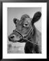 View Of A Cow On A Farm by Eliot Elisofon Limited Edition Print