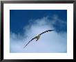 Black-Browed Albatross In Flight, Falkland Islands by Charles Sleicher Limited Edition Pricing Art Print