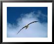 Black-Browed Albatross In Flight, Falkland Islands by Charles Sleicher Limited Edition Print