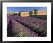 Lavender Field, Provence, France by Gavriel Jecan Limited Edition Print