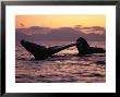 Humpback Whale At Sunset, Inside Passage, Alaska, Usa by Stuart Westmoreland Limited Edition Print