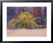 Cottonwood Tree And Reeds, Zion National Park In Autumn, Utah, Usa by Jean Brooks Limited Edition Pricing Art Print