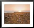 Flock Of Sheep At Sunset By The Sea, Near Erice, Western Sicily, Italy, Europe by Mark Banks Limited Edition Print