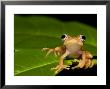 Frog On Leaf, Madagascar by Edwin Giesbers Limited Edition Print