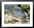 Alligator, Everglades National Park, Florida, Usa by Ethel Davies Limited Edition Print