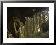 Giant Tree Trunk In Cedar Forest, Alishan National Forest Recreation Area, Chiayi County, Taiwan by Christian Kober Limited Edition Print