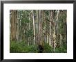 Eucalyptus Trees, Great Ocean Road, Victoria, Australia by Thorsten Milse Limited Edition Print