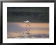 Greater Flamingo Reflected In Lake Ndutu At Sunset, Serengeti National Park, Tanzania by James Hager Limited Edition Print