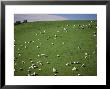 Sheep Grazing On Downs Near Geraldine At The South Western End Of The Canterbury Plains by Robert Francis Limited Edition Print