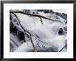 Frosted Branch By A Waterfall, Baxter State Park, Maine, New England, Usa by Marco Simoni Limited Edition Print