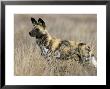 Wild Dog (Painted Hunting Dog) (Lycaon Pictus), South Africa, Africa by Steve & Ann Toon Limited Edition Pricing Art Print