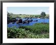 Walanapanapa Black Sand Beach, Hana Coast, Maui, Hawaii, Hawaiian Islands, Usa by Alison Wright Limited Edition Print