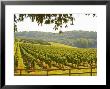 Vineyard And Valley With Forest, Chateau Carignan, Premieres Cotes De Bordeaux, France by Per Karlsson Limited Edition Pricing Art Print