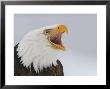 Bald Eagle Screaming, Homer, Alaska, Usa by Arthur Morris Limited Edition Print