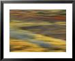 Colorful Abstract Of Autumn Tundra Colors, Denali National Park, Alaska, Usa by Arthur Morris Limited Edition Print