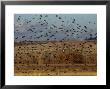 Yellow-Headed And Red-Winged Blackbirds In Refuge, Bosque Del Apache, New Mexico, Usa by Diane Johnson Limited Edition Pricing Art Print