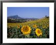 Field Of Sunflowers In Summer, Near Ronda, Andalucia, Spain by Ruth Tomlinson Limited Edition Print