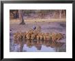 Lion (Panthera Leo) At Water Hole, Okavango Delta, Botswana, Africa by Paul Allen Limited Edition Pricing Art Print