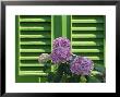 Pink Hydrangea Flowers In Front Of Green Shutters Of The Villa Durazzo, Liguria, Italy by Ruth Tomlinson Limited Edition Pricing Art Print