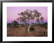 Ghost Gums, Northern Territory, Australia, Pacific by Jochen Schlenker Limited Edition Print