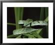 Long-Nose Vine Snake (Ahaetulla Prasina), In Captivity, From Southeast Asia, Asia by James Hager Limited Edition Print