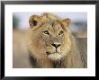 Lion, Panthera Leo, Kalahari Gemsbok National Park, South Africa, Africa by Ann & Steve Toon Limited Edition Print