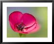 Scarlet Flax, (Linum Grandiflorum Rubrum), Bielefeld, Nordrhein Westfalen, Germany by Thorsten Milse Limited Edition Print