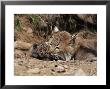 Bobcat (Lynx Nufus) Mother With 21 Day Old Kittens, In Captivity, Sandstone, Minnesota, Usa by James Hager Limited Edition Print