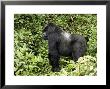 Silverback Mountain Gorilla Standing In Profile, Shinda Group, Rwanda, Africa by James Hager Limited Edition Pricing Art Print