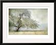 Tree In Field Of Flowers by Mia Friedrich Limited Edition Print