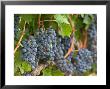 Vineyard Grapes, Calistoga, Napa Valley, California by Walter Bibikow Limited Edition Print