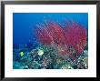 Coral Reefs, Papua, Indonesia by Michele Westmorland Limited Edition Print