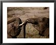 Elephants, Cecil Kop Nature Reserve, Zimbabwe by David Wall Limited Edition Pricing Art Print