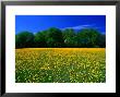 Carpet Of Dandelions In Kullaberg, Skane, Sweden by Anders Blomqvist Limited Edition Print