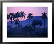 Palm Trees At Yumuri Valley At Sunset, Matanzas, Cuba by Rick Gerharter Limited Edition Print