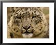 Closeup Of A Captive Snow Leopard, Massachusetts by Tim Laman Limited Edition Pricing Art Print