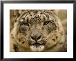 Closeup Of A Captive Snow Leopard, Massachusetts by Tim Laman Limited Edition Print