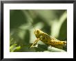 Grasshopper Sits On A Leaf In Lincoln, Nebraska by Joel Sartore Limited Edition Print