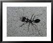 Huge Bull Dog Ant Marches Across A White Sand Dune Hunting Prey, Australia by Jason Edwards Limited Edition Print