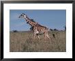 Masai Giraffe Strolling The Grasslands Of Kenya by Ira Block Limited Edition Print