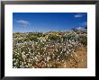 Riot Of Wild Stock Flowers And Annual Yellowtops On A Sand Dune, Australia by Jason Edwards Limited Edition Print