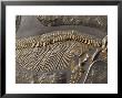 The Ribs And Spine Of Ichthyosaur Fossil Stenopterygius Quadriscissus, Australia by Jason Edwards Limited Edition Print