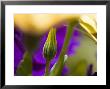 Yellow Osteospermum Bud In Front Of Purple Petunias, Groton, Connecticut by Todd Gipstein Limited Edition Print
