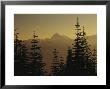 Tall Fir Trees Are Silhouetted Against A Snowy Mountain Range by Raymond Gehman Limited Edition Print